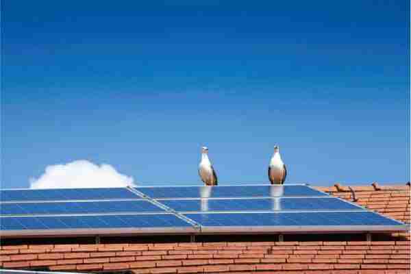 Keep the Birds Away with These 3 Solar Panel Tips